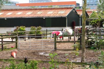2110 sloterweg manege de ruif close foto tamar.klein